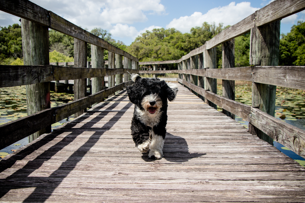 Dog running on the boardwalk at Crews Lake Wilderness Park, Spring Hill, Florida.