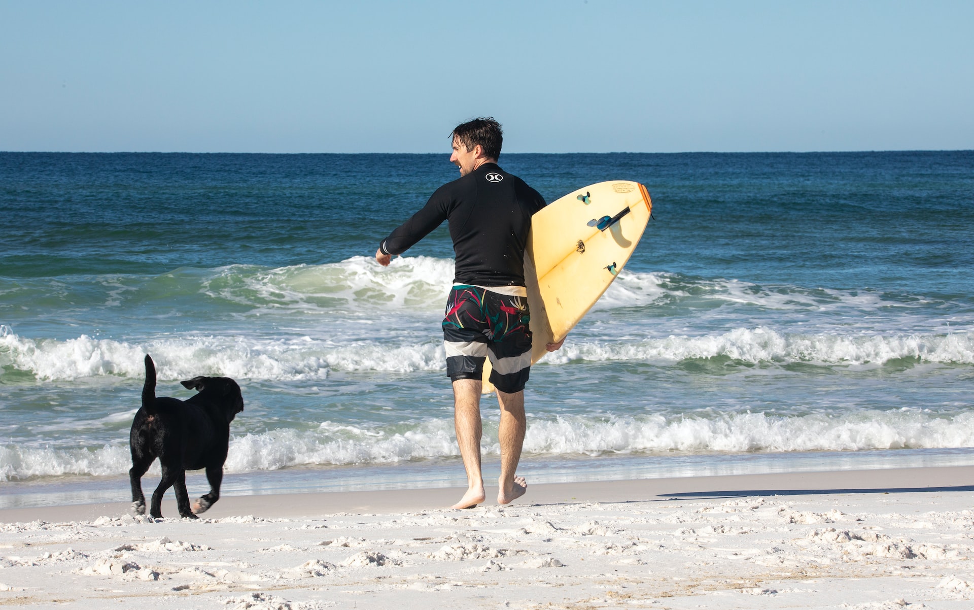 Surfer with a black dog on the beach.