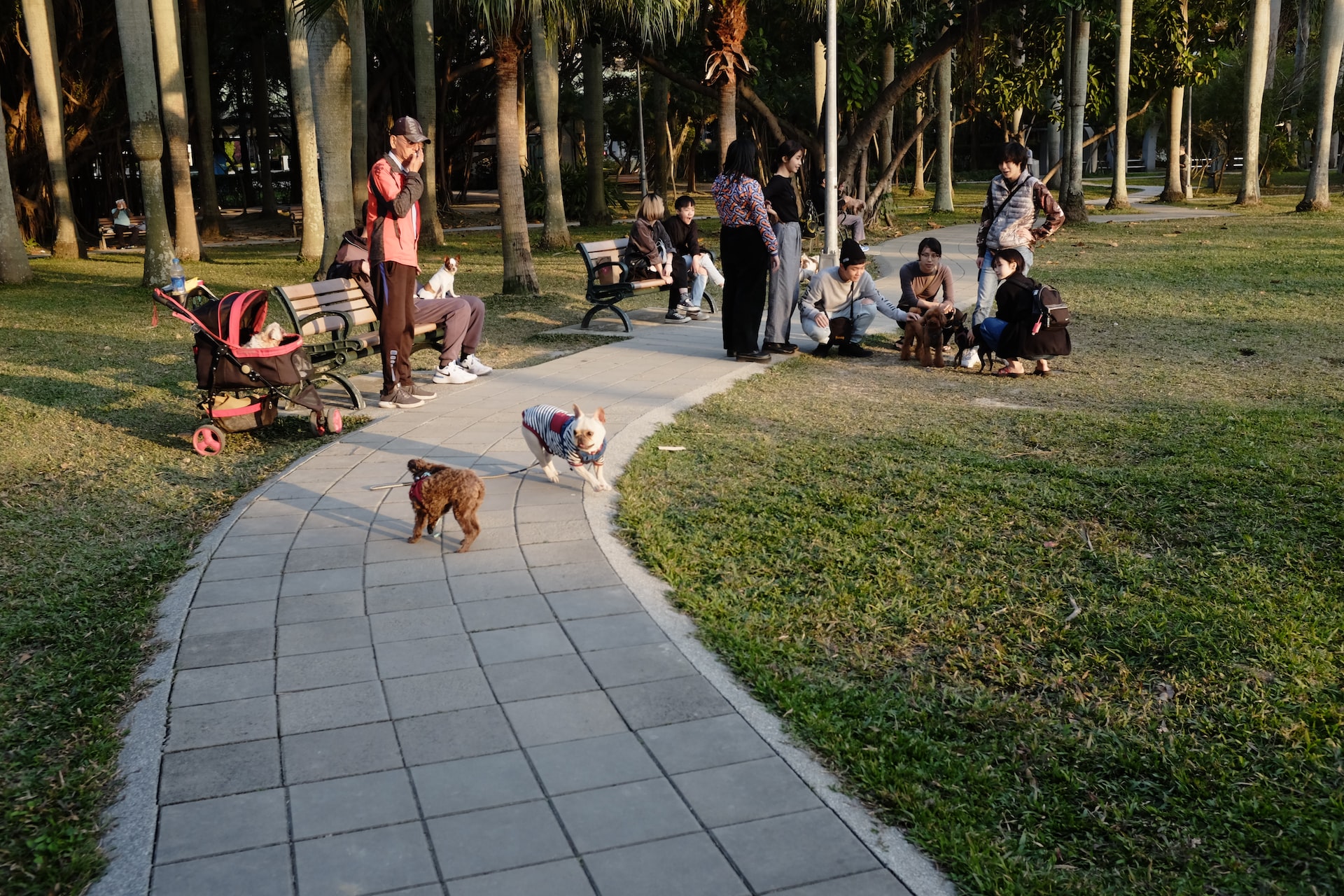 Dogs playing together outside at a dog park.