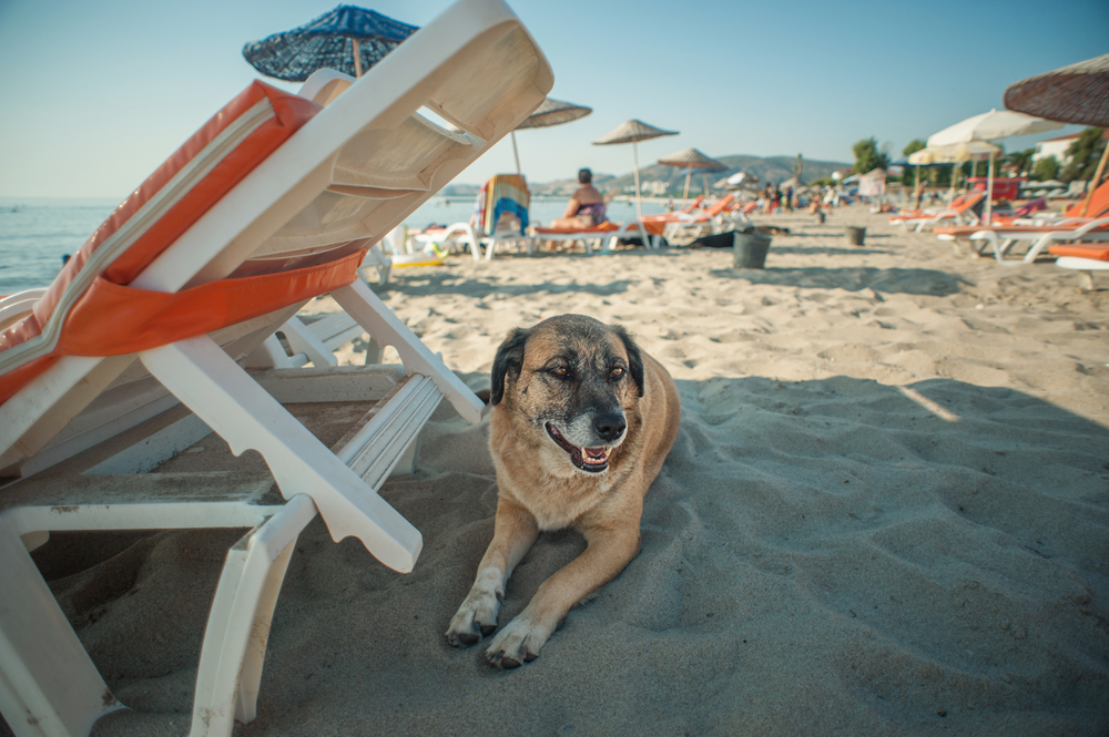 A dog is avoiding sun and hides in the shade at the beach.