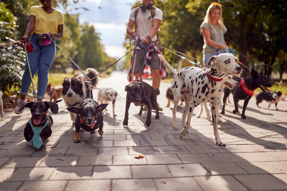 Group of dog walkers working together outside with dogs.