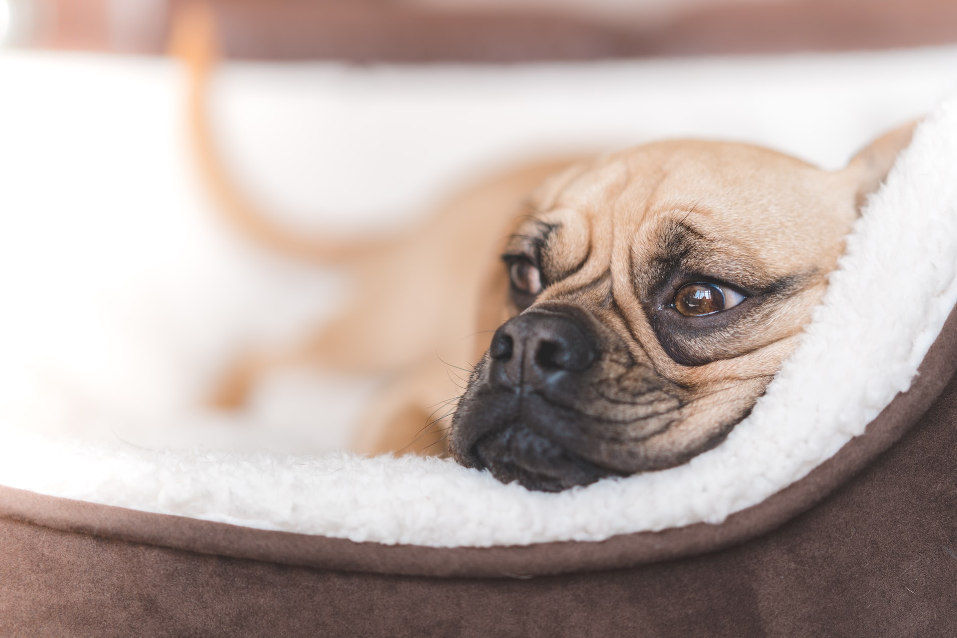 A Puggle laying in bed.
