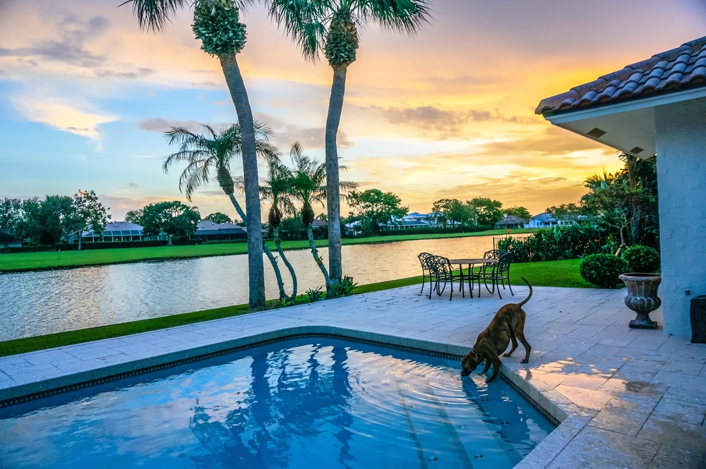 A boxer sniffing a pool outside beside palm trees and a canal in Florida.