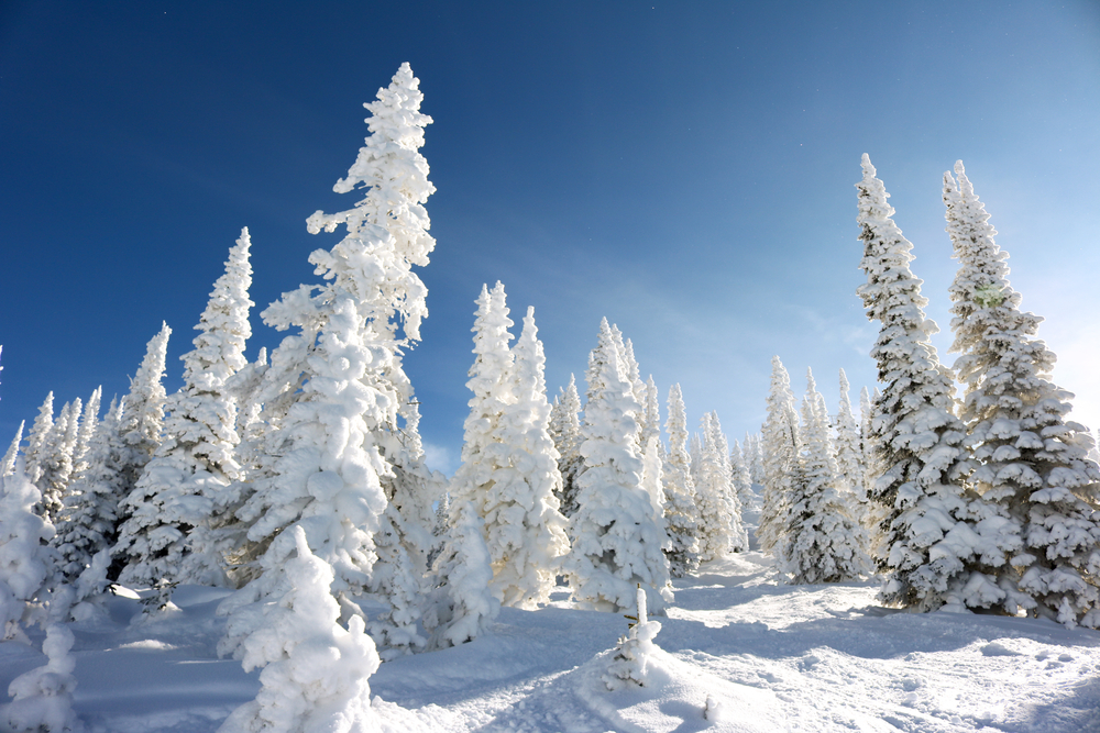 A blanket of snow covers alpine trees in Steamboat Springs, Colorado.