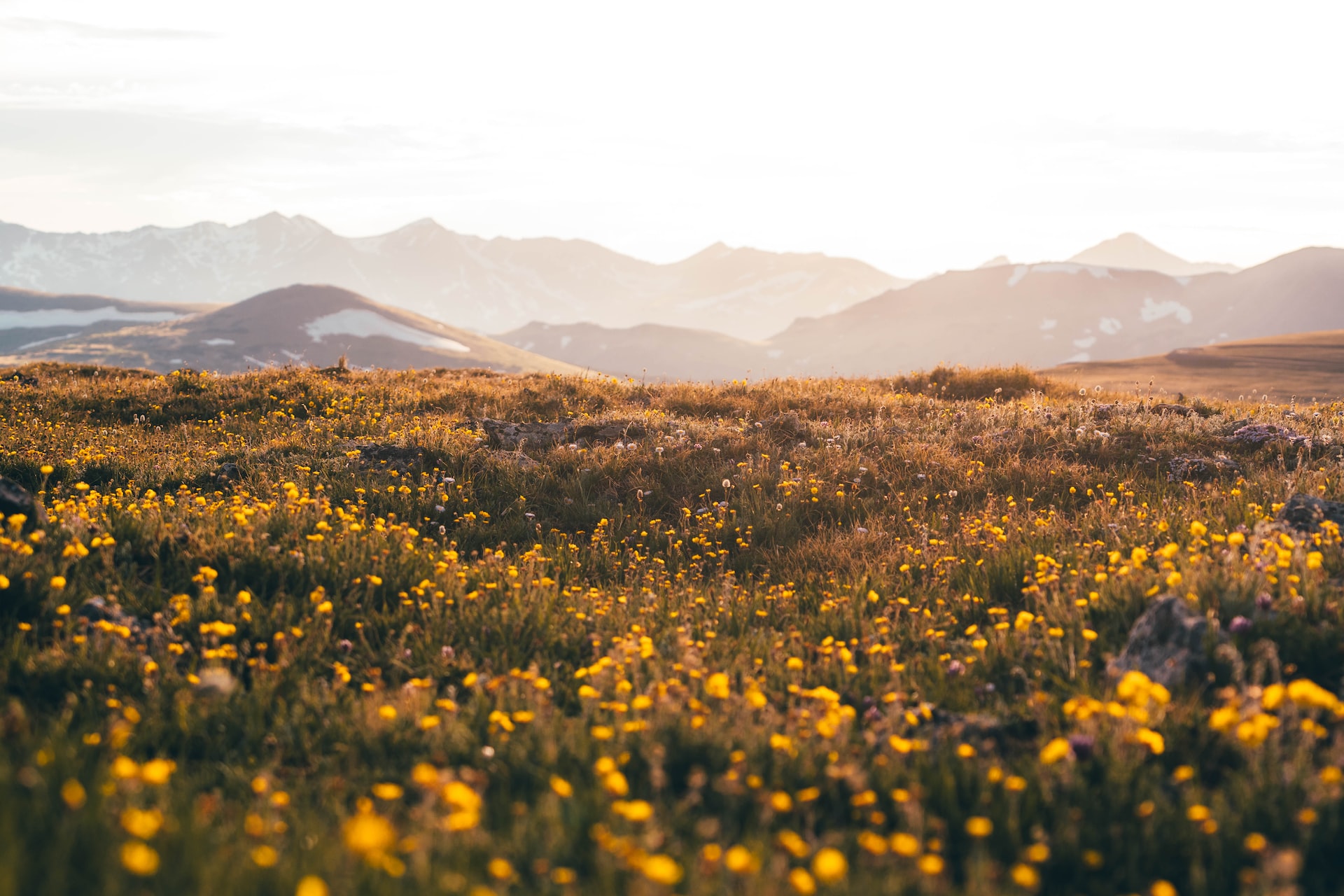 A field of yellow wildflowers in Rocky Mountain National Park. 