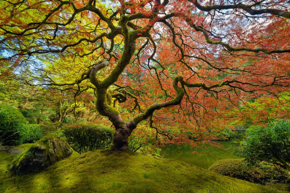 The red Japanese Maple tree at Portland Japanese Garden in spring.