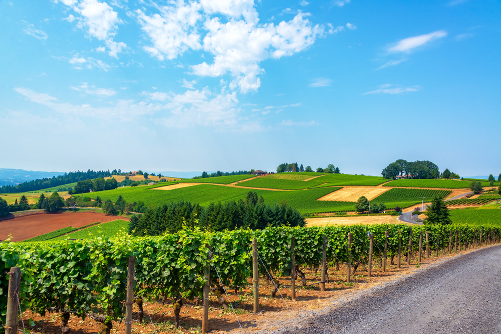 Hills covered in vineyards in the Dundee Hills in Oregon wine country.