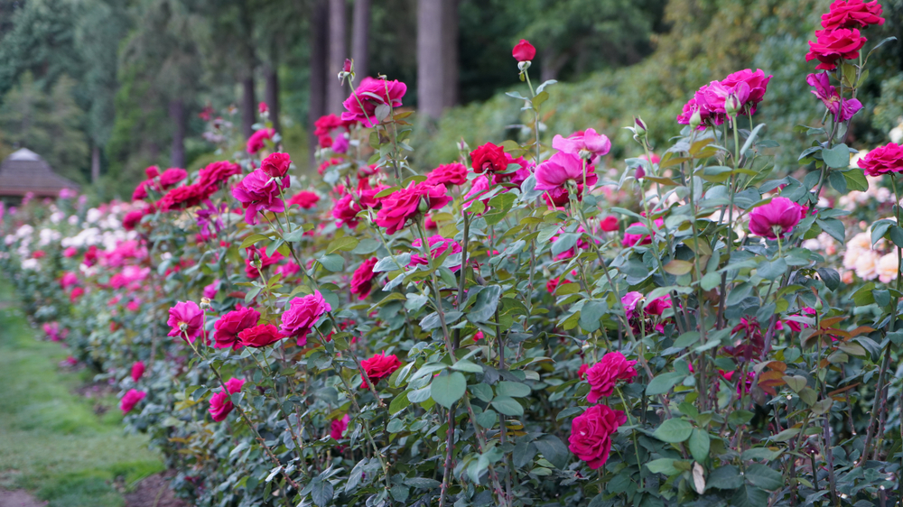 Beautiful roses at the Portland International Rose Test Garden in Oregon.