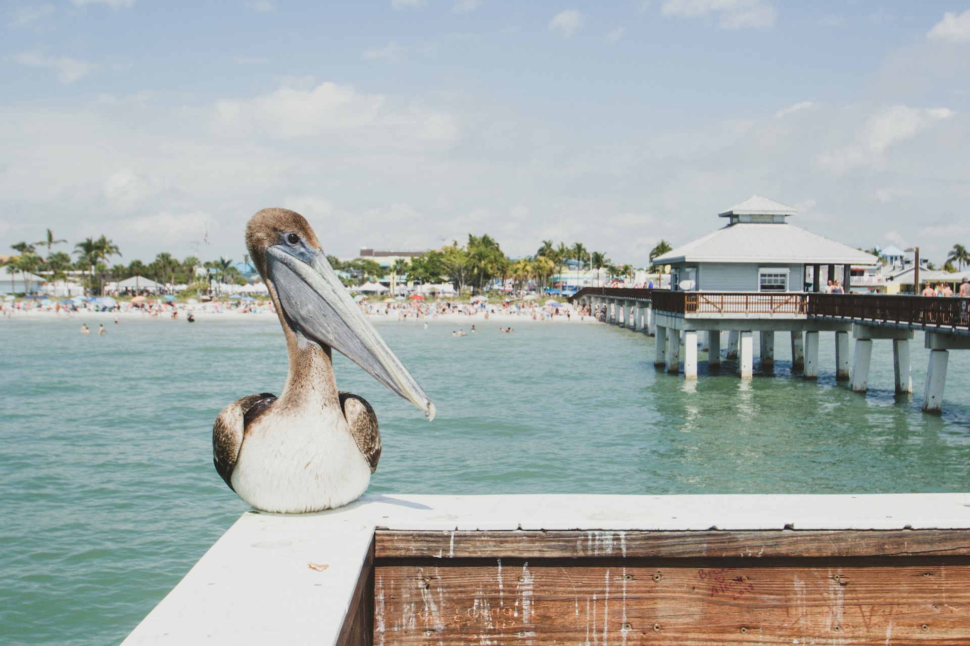 Pelican on the Fishing Pier in Fort Myers Beach, Florida.