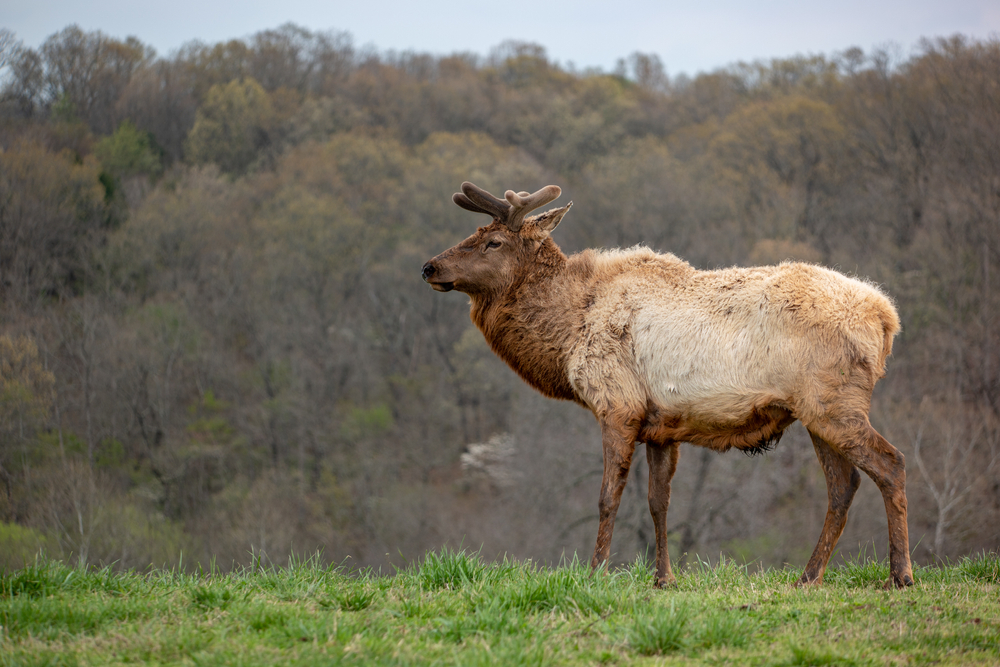 Elk found in Dogwood Canyon Nature Park in Branson Missouri in the Ozarks.