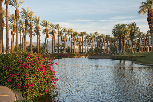 palm-springs-palm-trees