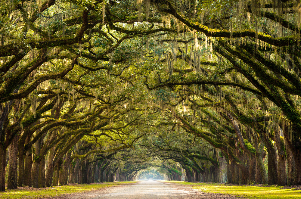A stunning, long path lined with ancient live oak trees draped in Spanish moss in the warm, late afternoon near Savannah, Georgia.