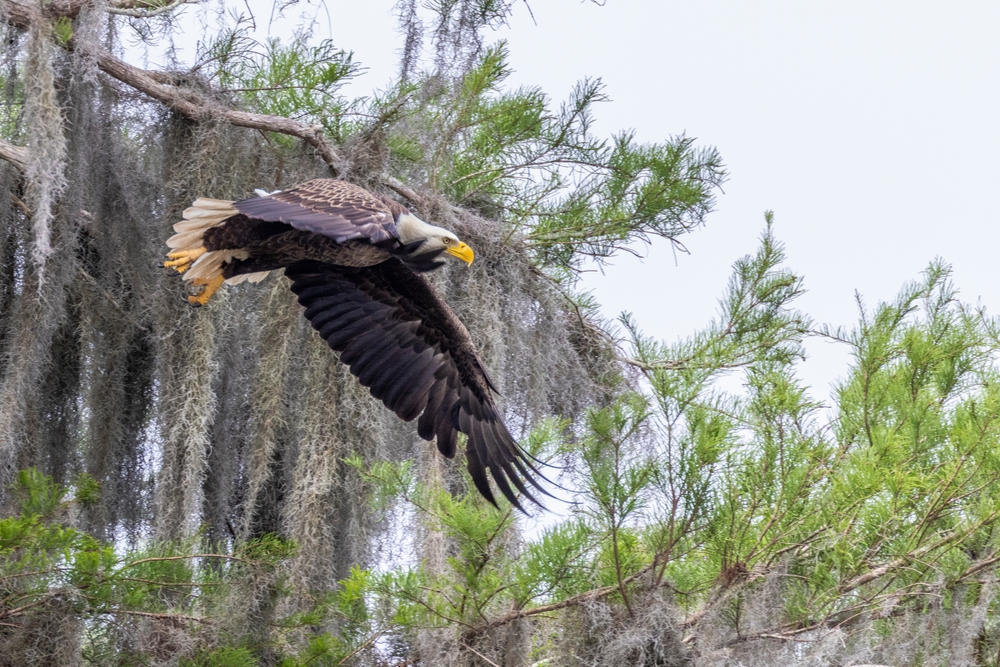 Bald eagle flying from the cypress trees at Lochloosa Lake.