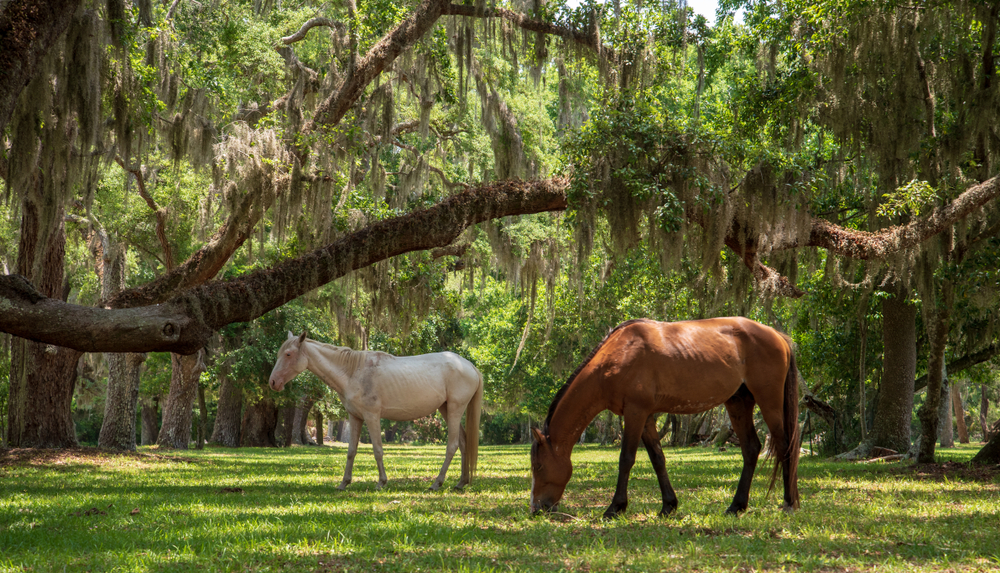 Wild horses grazing on Cumberland Island surrounded by live oak trees and Spanish moss.