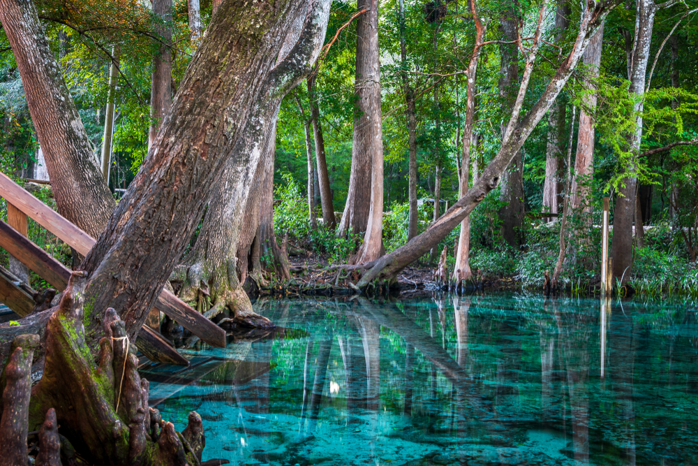 The aquamarine waters found in Ginnie Springs.