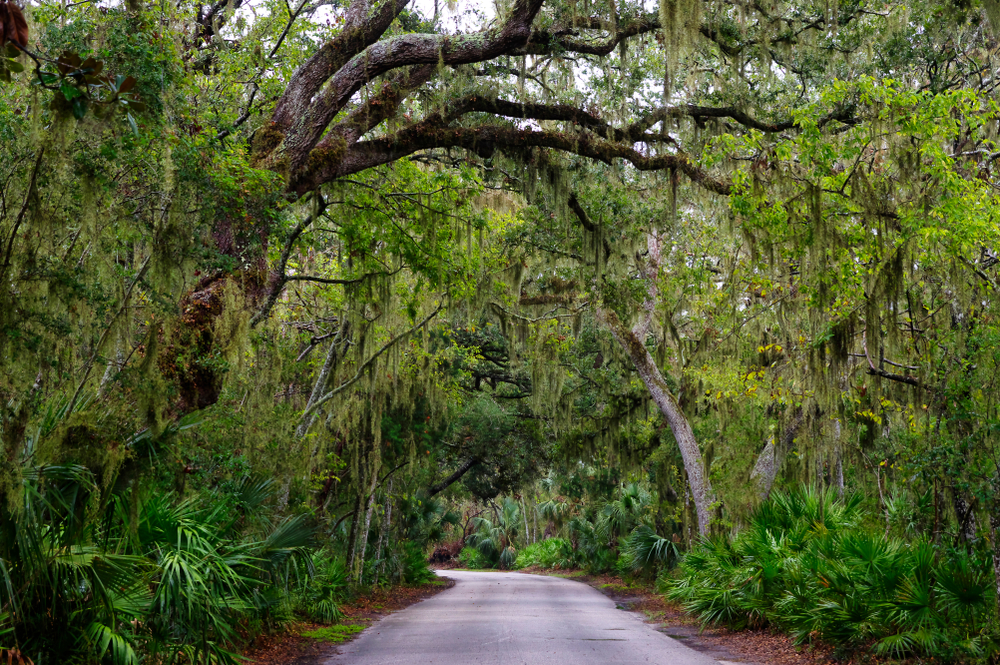 Road winding through Spanish moss hanging from wide branches of oak trees.