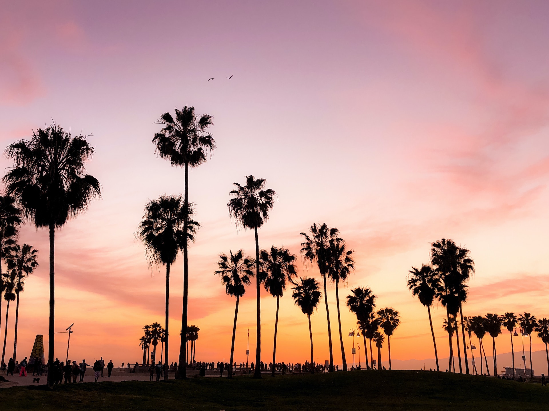 Palm trees on the beach during sunset in LA.