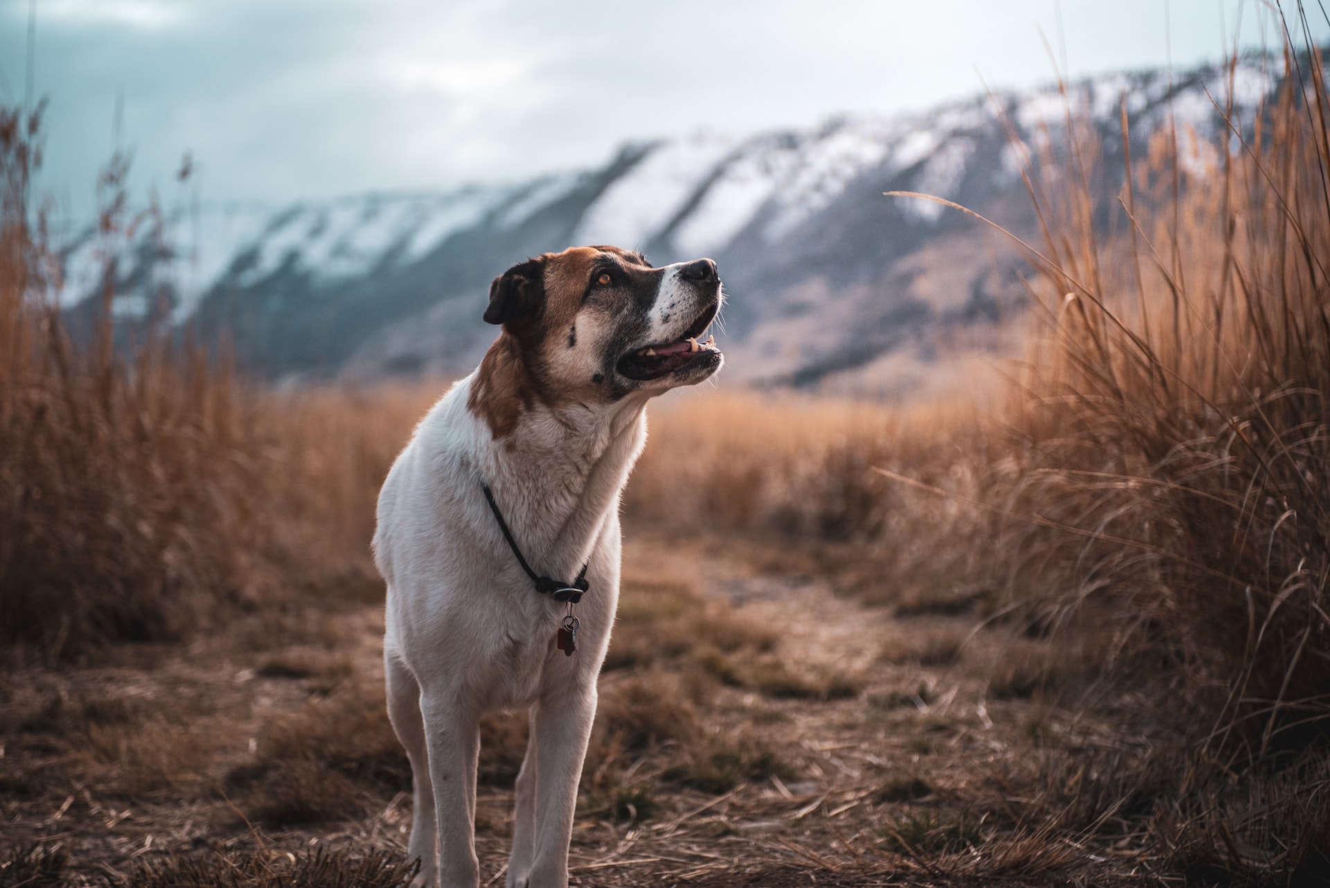 A bigger dog outside on a trail in Oregon looking expectedly at its owner.