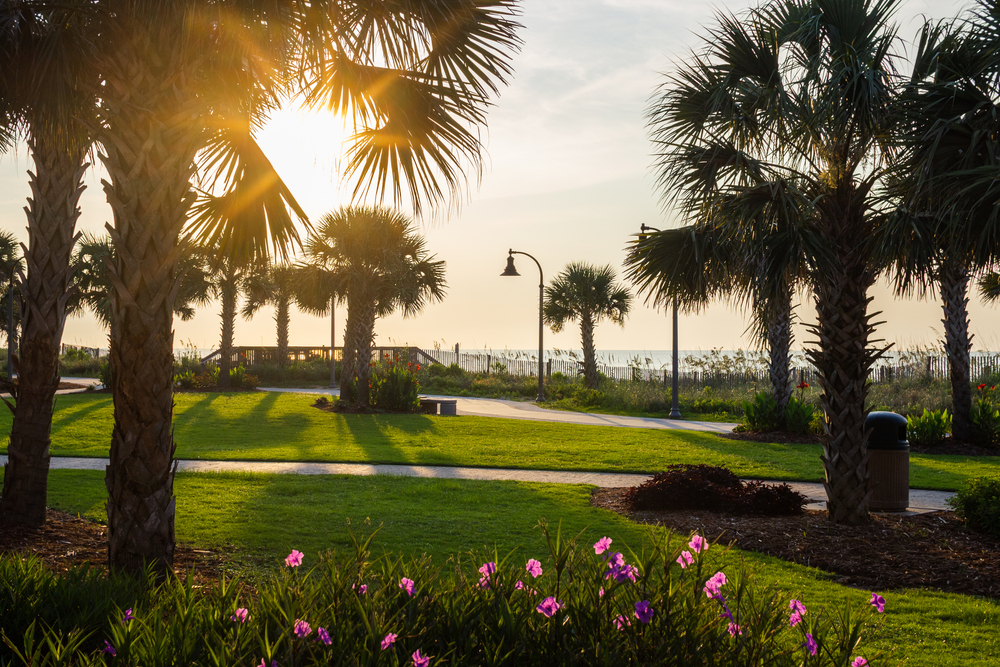 Blooming flowers next to palm trees in Myrtle Beach.