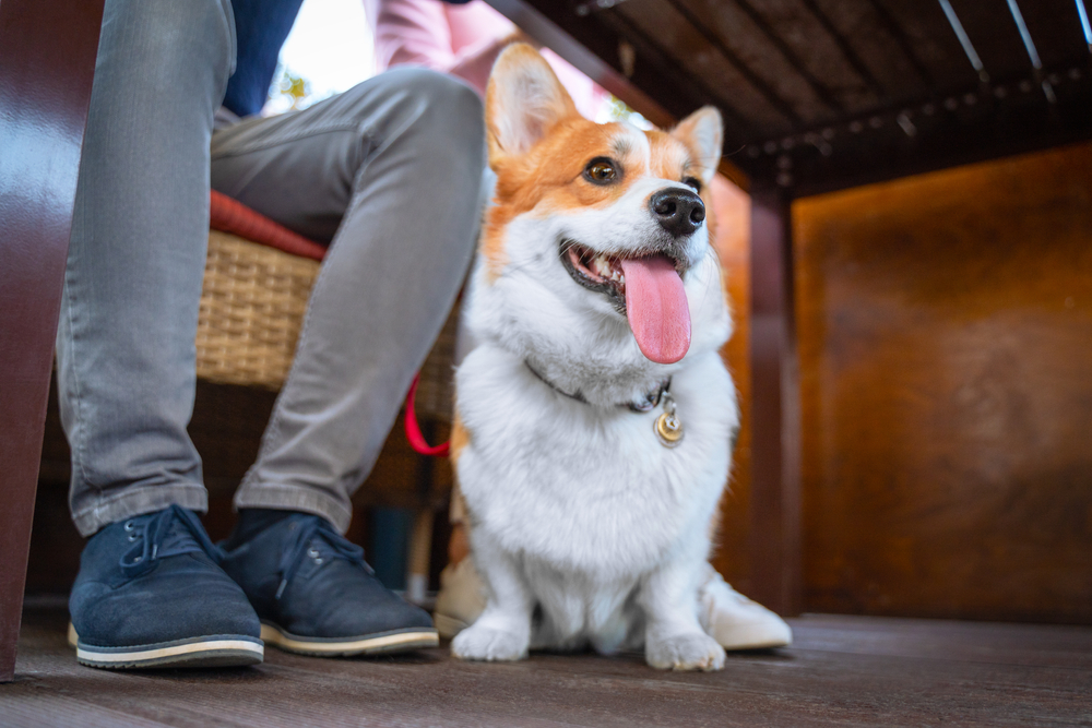A beautiful Corgi dog sits under the table next to the owner and smiles cheerfully with his tongue.