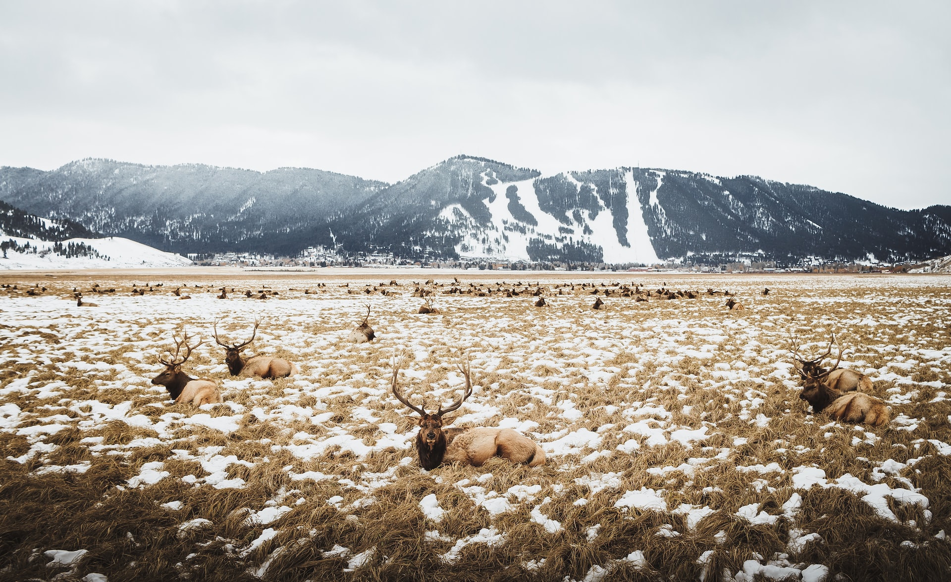 Large horned elk sitting around on a snowy plain in Wyoming.