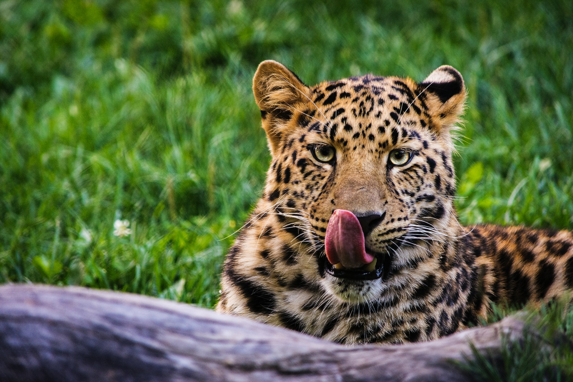 A leopard licking its lips at the San Diego Zoo.