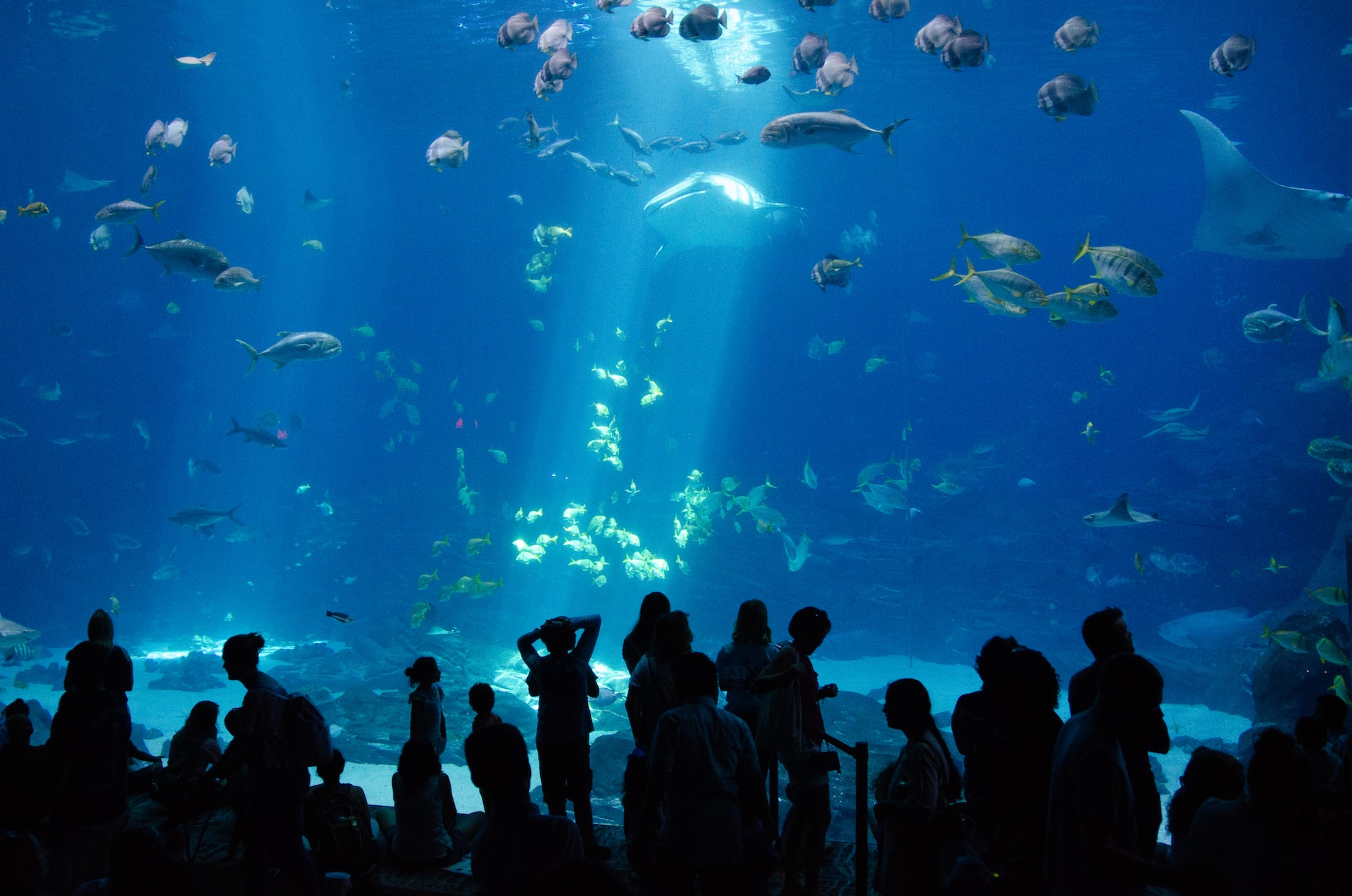 Silhouetted audience admiring the whale sharks at the Georgia Aquarium.