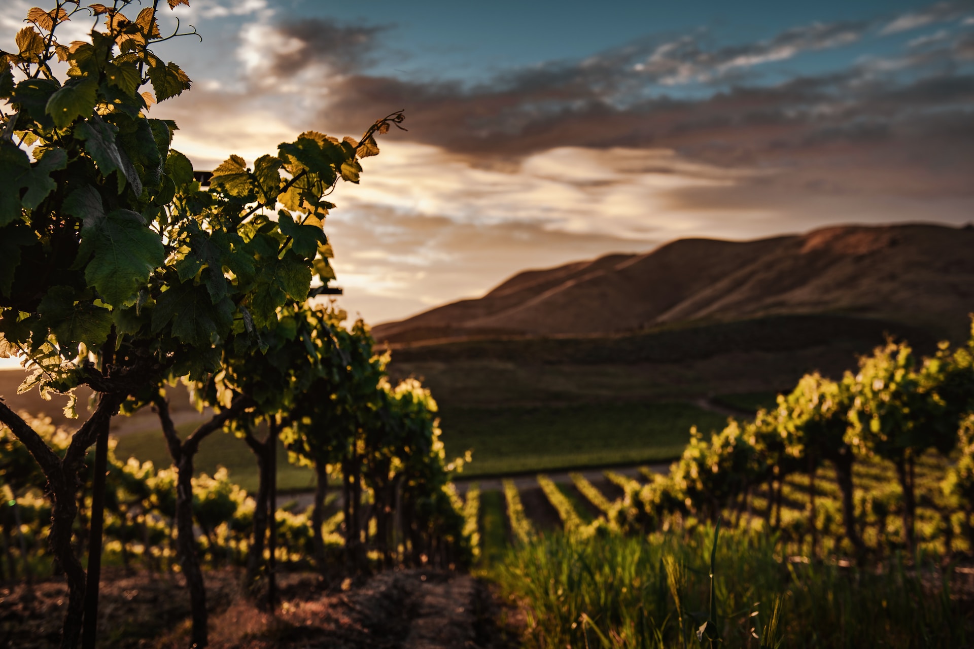 The sun setting on rolling hills covered in vineyards.