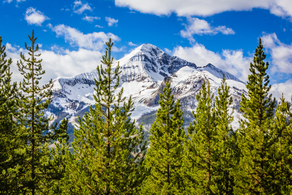 Pine trees in the foreground with a snowy mountain in the background and clear blue sky.