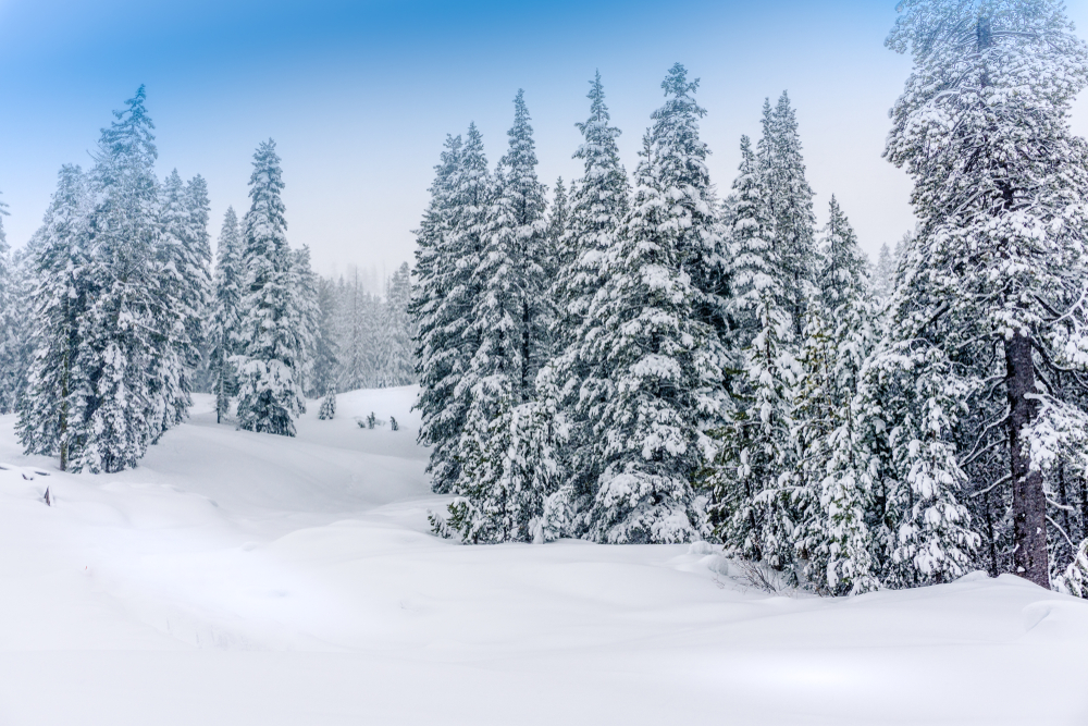 The mountain forest After heavy snowfall, Sugar Bowl Sky Resort, California.