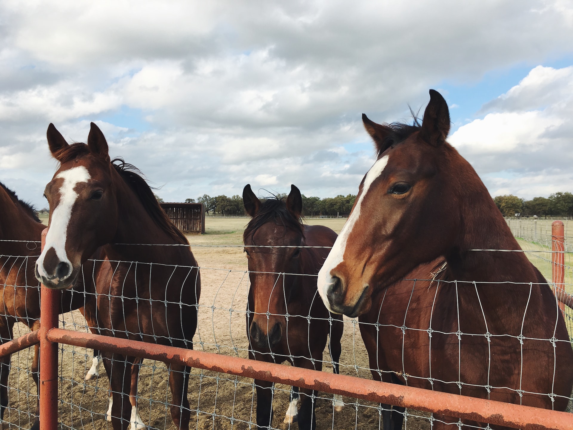 Dark bay horses over a fence.