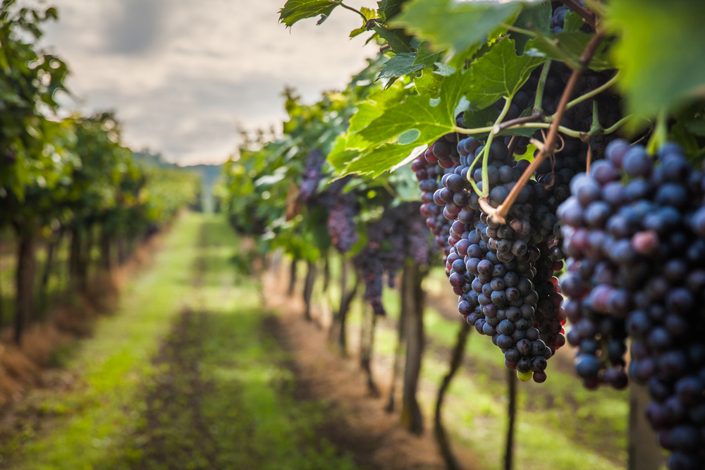 Red grapes hanging on a vineyard in rows.