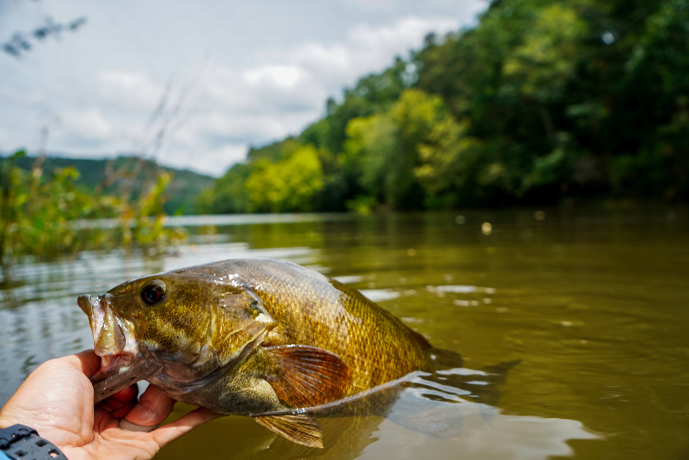 Smallmouth bass caught in a stream in Broken Bow, Oklahoma.