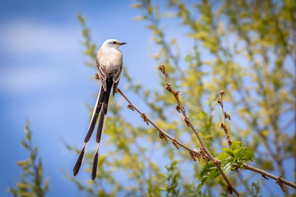A scissor-tailed flycatcher (tyrannus forficatus) perched on a branch.