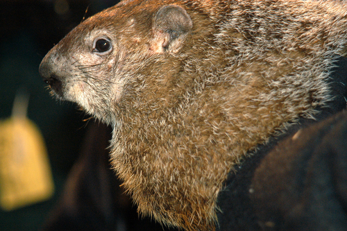 punxsutawney-phil-groundhog-day