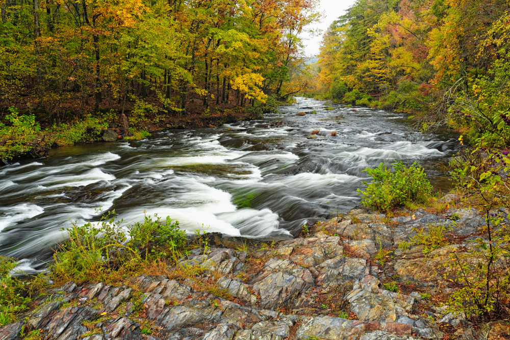 The Mountain Fork River with frothing white rapids during fall.