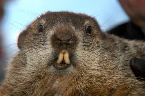 punxsutawney-phil-groundhog-facing-forward