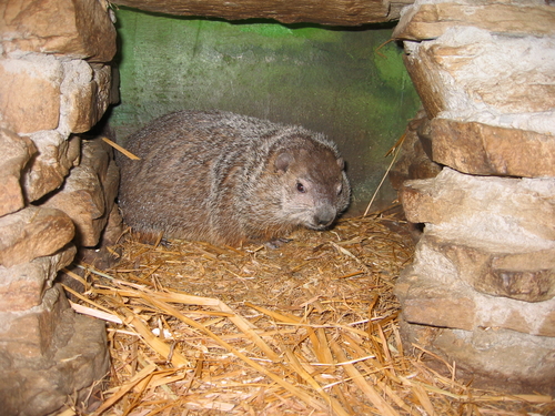 punxsutawney-phil-gobblers-knob