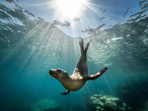 california-sea-lion