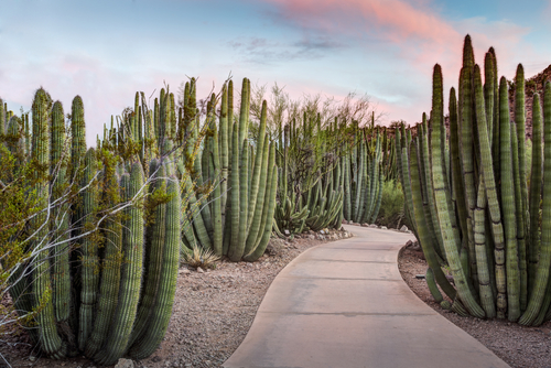 desert-botanical-garden-phoenix