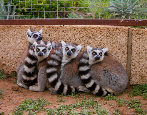cincinnati-zoo-lemurs