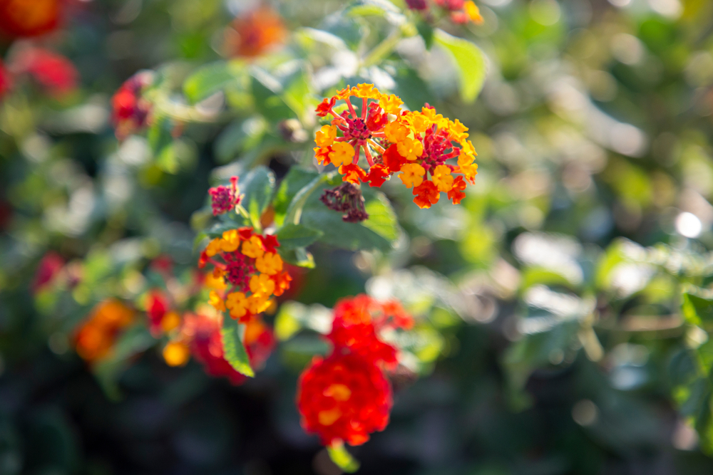 red-and-yellow-flowers