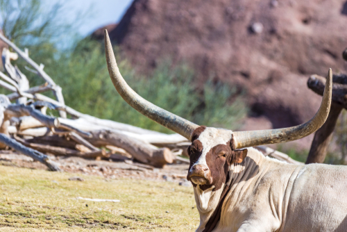 watusi-bull-phoenix-zoo