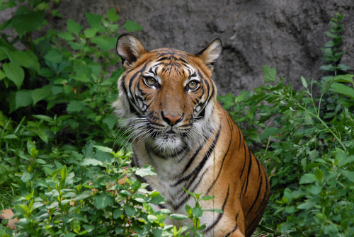 cincinnati-zoo-bengal-tiger
