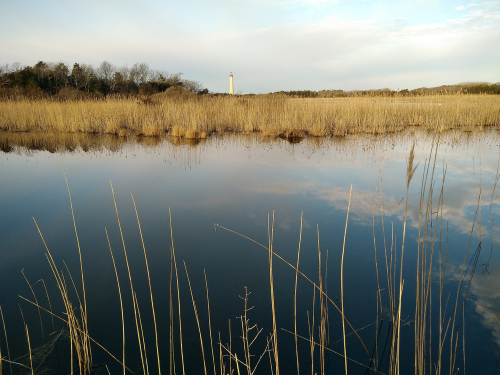 cape-may-marsh