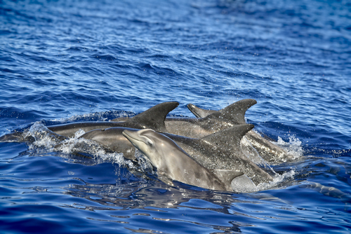 dolphins-atlantic-ocean