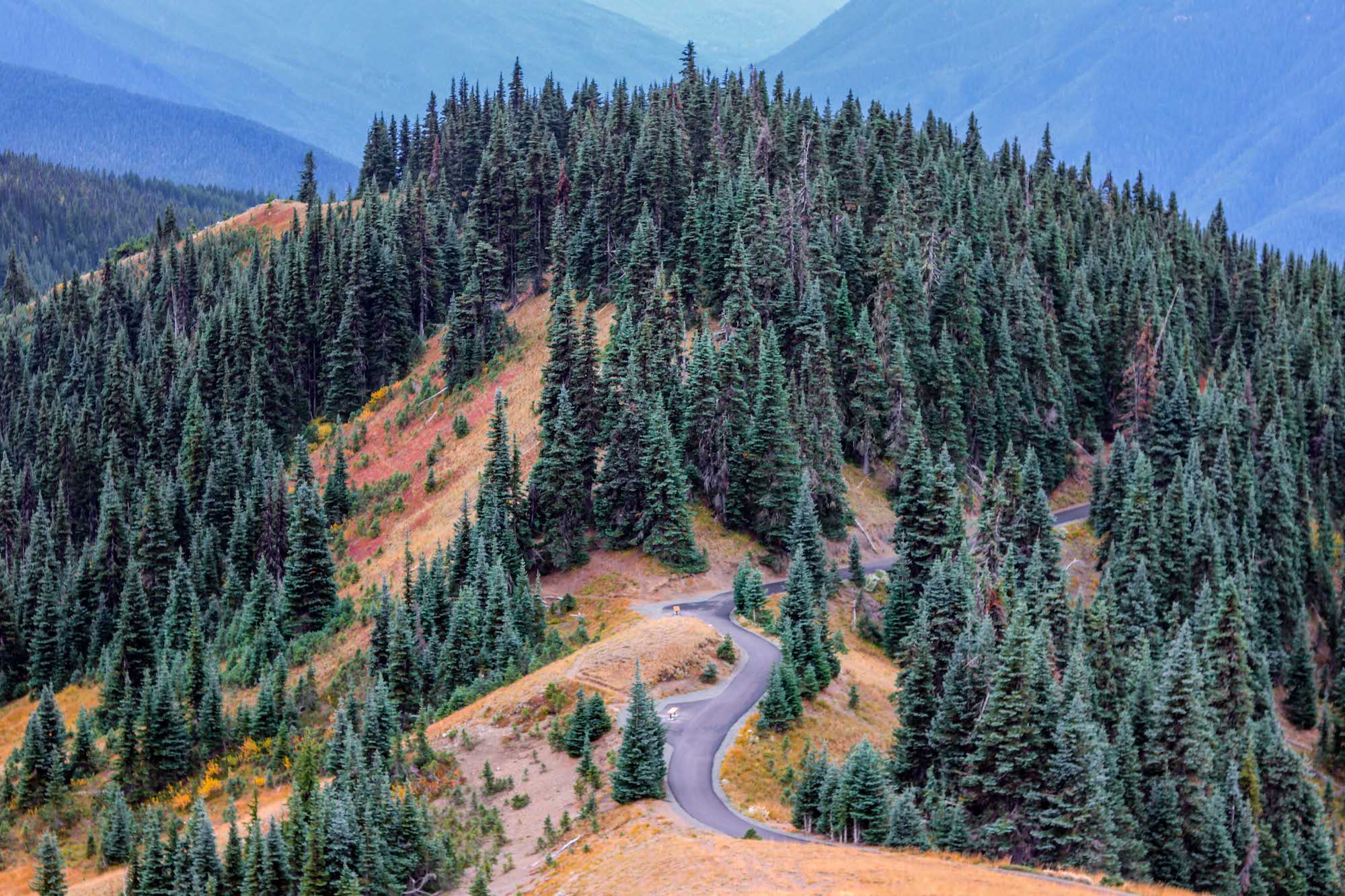 The pine trees along Hurricane Ridge with a solitary road winding through them.