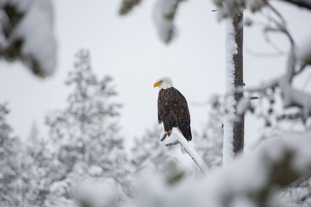 Bald eagle surveying the scene in snowy woodland.