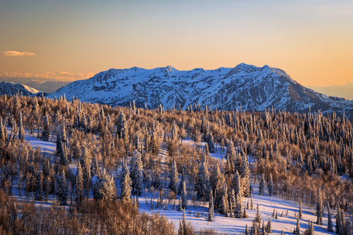 Snowy pine trees in Ogden Valley, Utah.