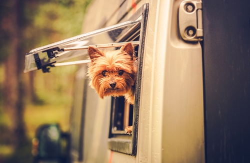 dog-peeking-out-rv